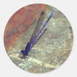 Sticker Rond Purple Damselfly Dragonfly Nature