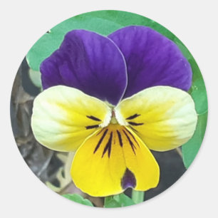 Sticker Rond Purple et Yellow Pany