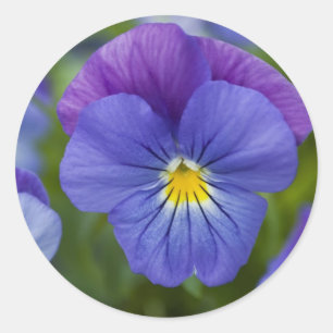 Sticker Rond Purple Pansy