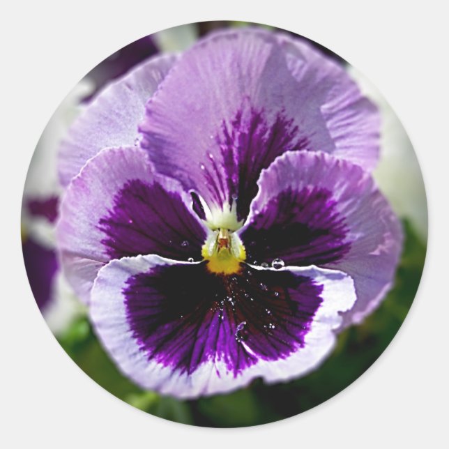 Sticker Rond Purple Pansy Close Up (Devant)