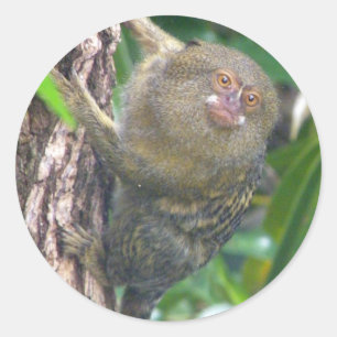 Sticker Rond Pygmy Marmoset