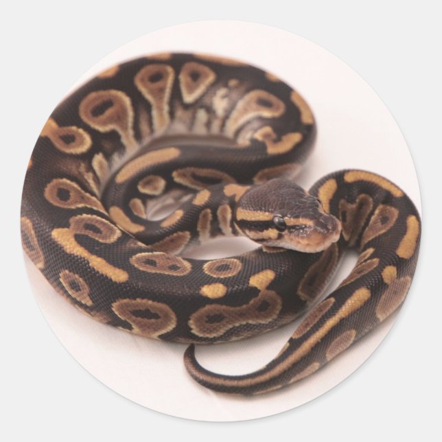 Sticker Rond Python noir et jaune (Devant)