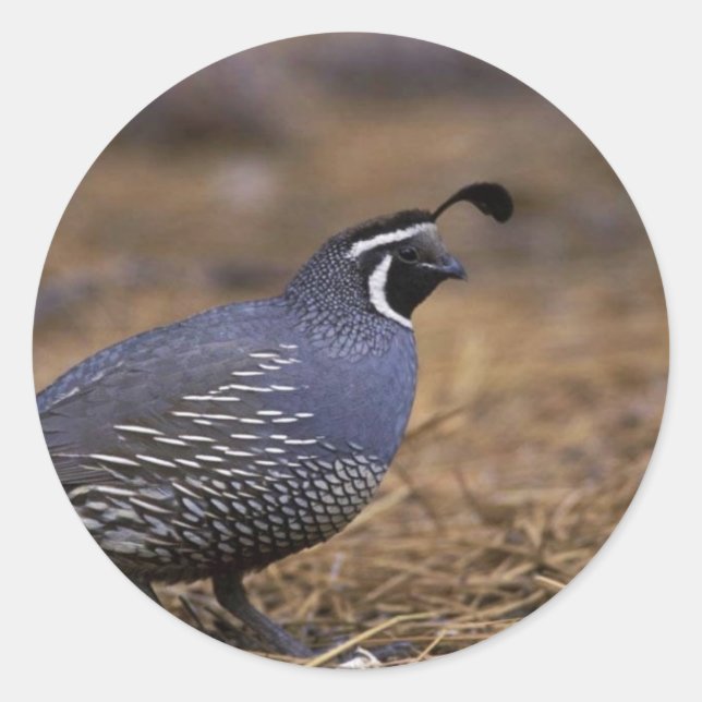 Sticker Rond Quail de Californie (Devant)