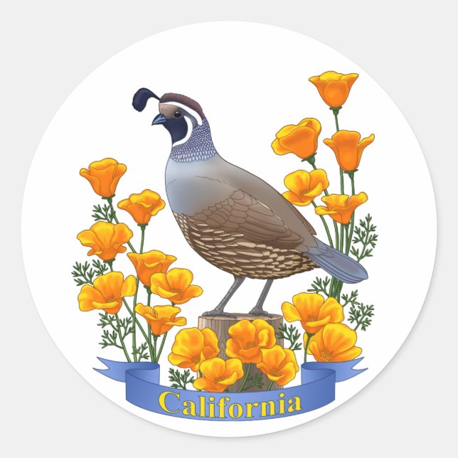 Sticker Rond Quail d'oiseaux de l'État de Californie et coqueli (Devant)