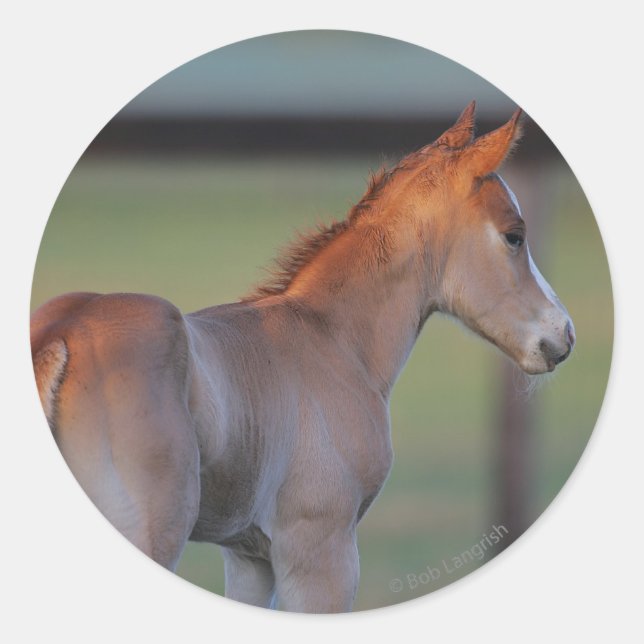 Sticker Rond Quart Horse Foin (Devant)