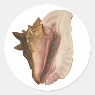 Sticker Rond Queen Conch Shell Seashell, Vintage Marine Life