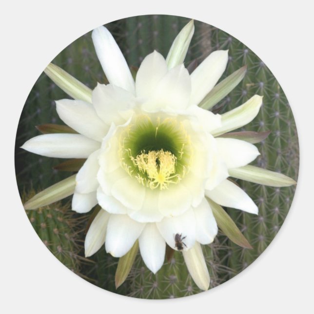 Sticker Rond Queen Of The Night Cactus Flower, région de Karoo (Devant)