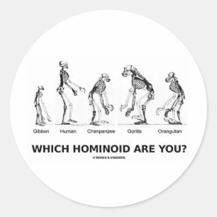 Sticker Rond Quel Hominoïde Êtes-Vous ? (Skeletons Hominid)