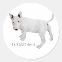 Qui, moi ? chiot Bull Terrier