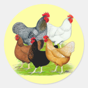 Sticker Rond Quintette de poulet liée au sexe