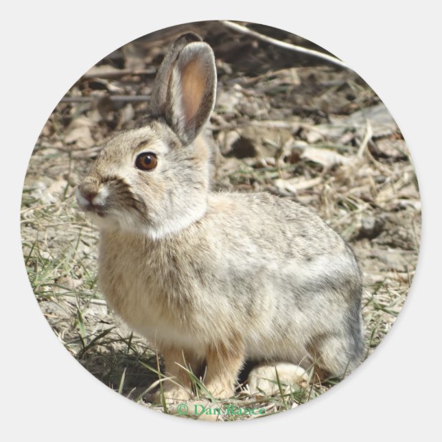 Sticker Rond R24 Coton-tail Rabbit (Devant)