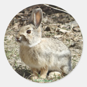 Sticker Rond R24 Coton-tail Rabbit