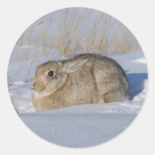 Sticker Rond R5 Lapin de coton (Devant)