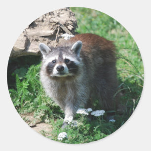 Sticker Rond Raccoon