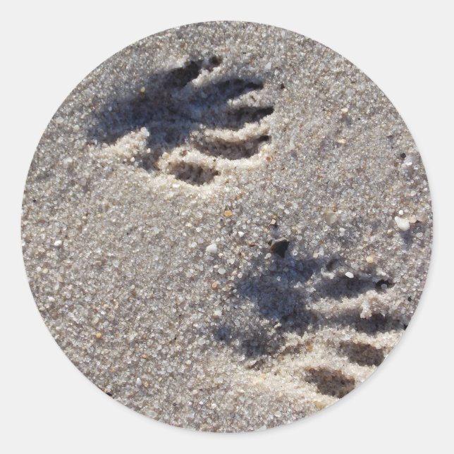 Sticker Rond Raccoon Tracks dans le sable (Devant)