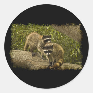 Sticker Rond Raccoons