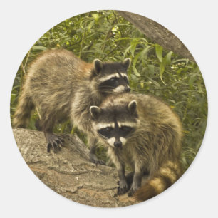 Sticker Rond Raccoons