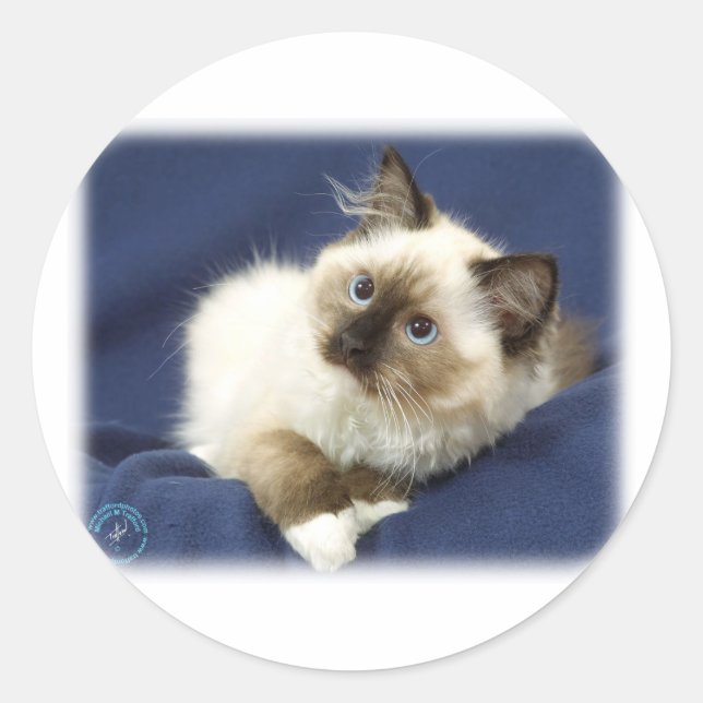 Sticker Rond Ragdoll Cat 9W082D-011 (Devant)
