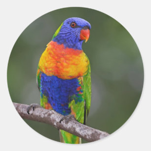 Sticker Rond Rainbow Lorikeet Trichoglossus Haematodus Parrot