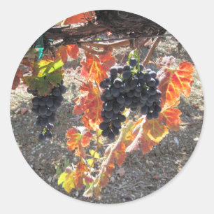 Sticker Rond Raisins de Zenaida prêts pour la récolte