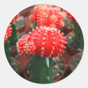Sticker Rond Rangée d'autocollant de cactus