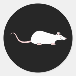 Sticker Rond Rat d'animal de compagnie blanc albinos.