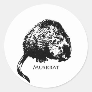 Sticker Rond Rat musqué (illustration)
