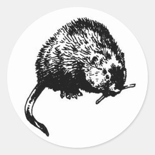 Sticker Rond Rat musqué (illustration)