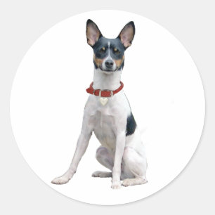 Sticker Rond Rat Terrier (A)