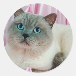 Sticker Rond Recherche de chat
