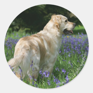 Sticker Rond Récipiendaire en or en fleurs