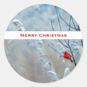 Sticker Rond Red Cardinal dans Winter Nature Photo de Christmas