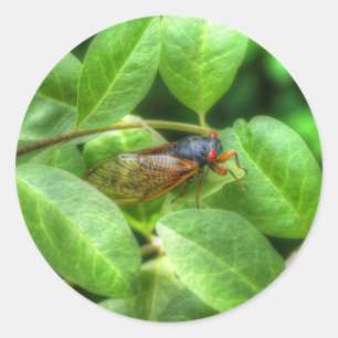 Sticker Rond Red Eyed Cicada