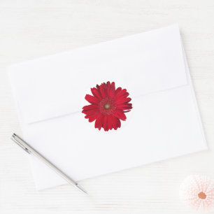 Sticker Rond Red Gerber Daisy Ferme la photo
