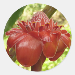 Sticker Rond Red Torch Ginger Tropical Flower Photographie
