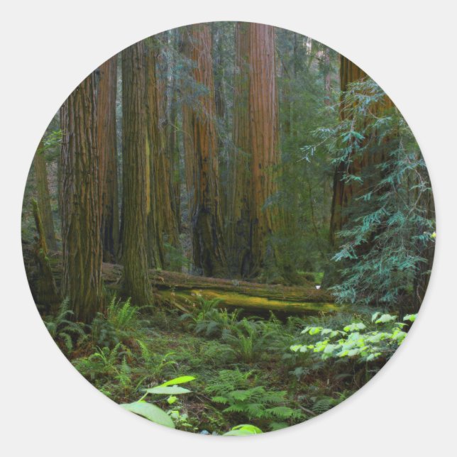 Sticker Rond Redwoods Dans Le Parc National De Muir Woods (Devant)