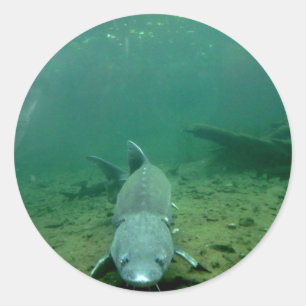 Sticker Rond Regarde Monster