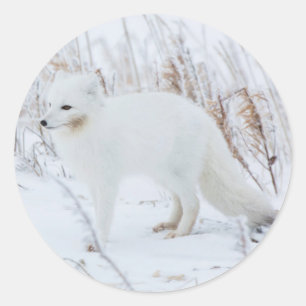 Sticker Rond Renard arctique