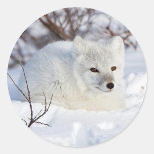 Sticker Rond Renard arctique en hiver