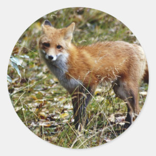 Sticker Rond Renard rouge