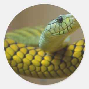 Sticker Rond Repère de serpent