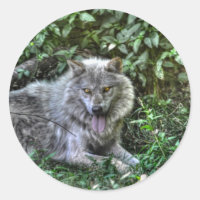 Repos Loup gris 3 Cadeau faunique