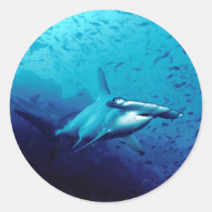 Sticker Rond requin marteau