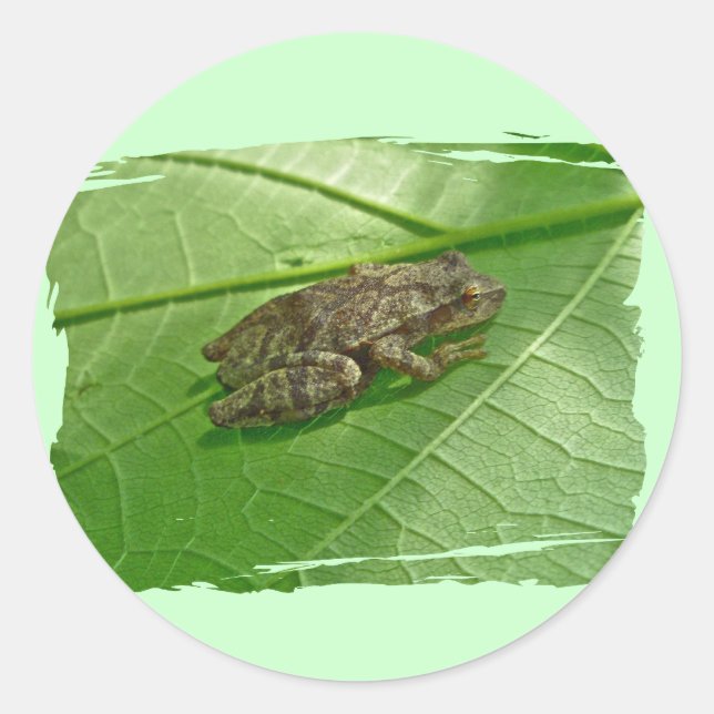 Sticker Rond Ressort Peeper (Pseudacris crucifer) Treefrog Item (Devant)