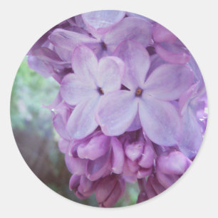 Sticker Rond Ressort pourpre