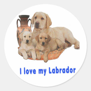 Sticker Rond Retriever du Labrador