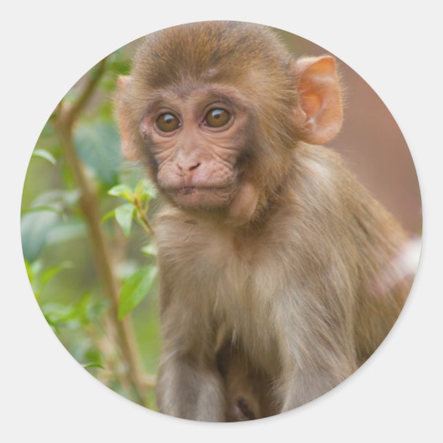 Sticker Rond Rhesus Monkey Baby, Monkey Temple, Jaipur (Devant)