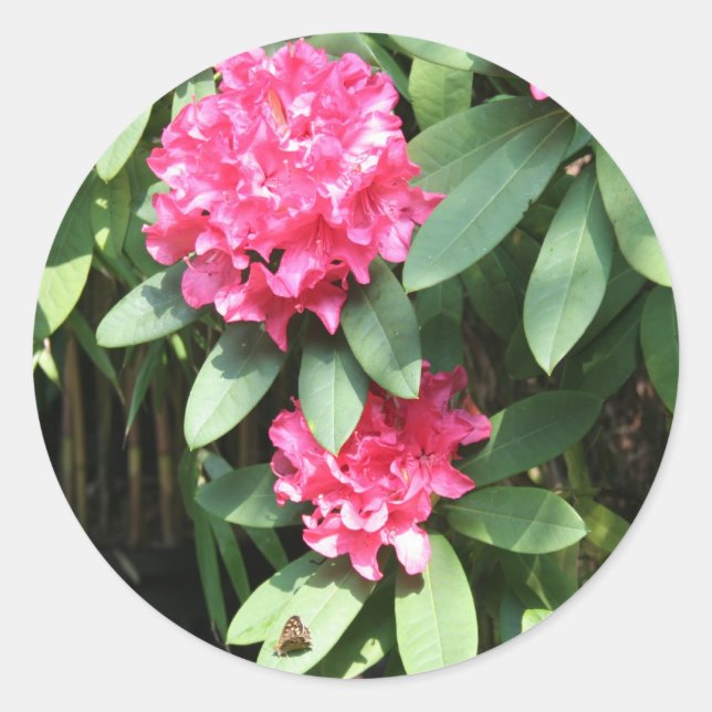 Sticker Rond Rhododendron (Devant)