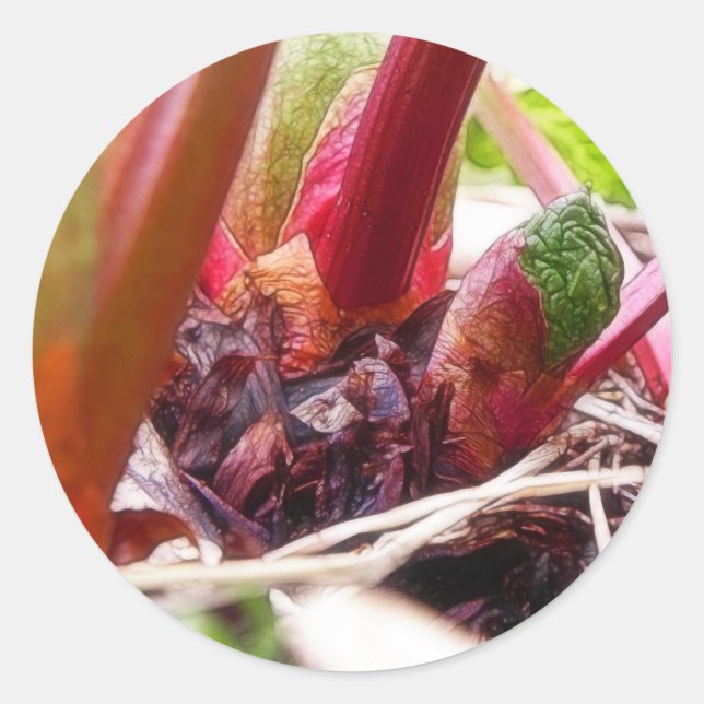 Sticker Rond Rhubarbe Fruit Dans Le Jardin Du Printemps (Devant)