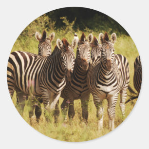 Sticker Rond Right at You - zebras safari faune